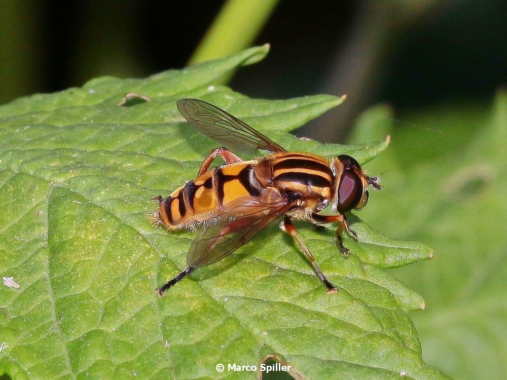 Syrphidae: Helophilus pendulus?  No, Parhelophilus sp. (P. versicolor o P. frutetorum)